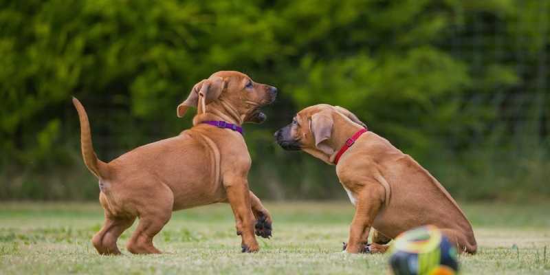 How to Keep Your Ridgeback Hiking Safely
