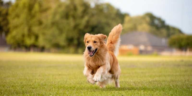 Why Golden Retrievers Make Great Hiking Dogs