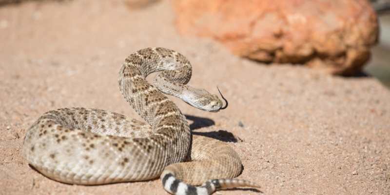 5 Tips For Avoiding Rattlesnake Attacks While Hiking In The Mountains