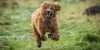 5 Ways to Take Your Cockapoo on Hiking Trips